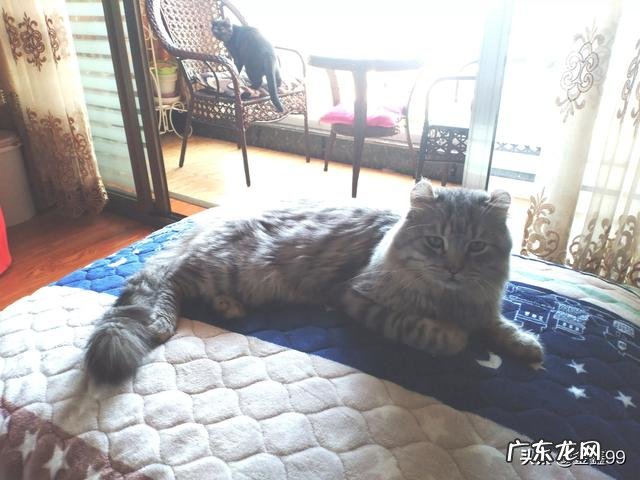 给猫起个名 大家都给猫取了什么有趣的名字