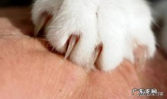 猫到底需不需要剪指甲 养猫不给猫剪指甲会发生什么