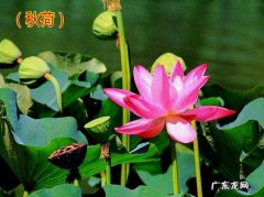 秋荷的寓意