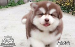 宠物医生需要什么条件 什么样的宠物医生不能选
