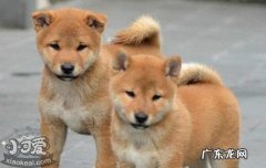 狗为什么喜欢吃骨头呢,那么硬 狗为什么喜欢吃骨头