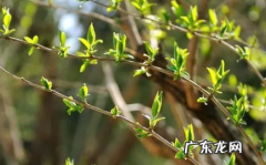 2022啥时候打春 2022白天打春好还是晚上打春好