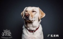哪些动物有毒 什么东西对宠物有毒