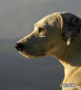 狗狗为什么忠诚度这么高 狗狗到底有多么忠诚