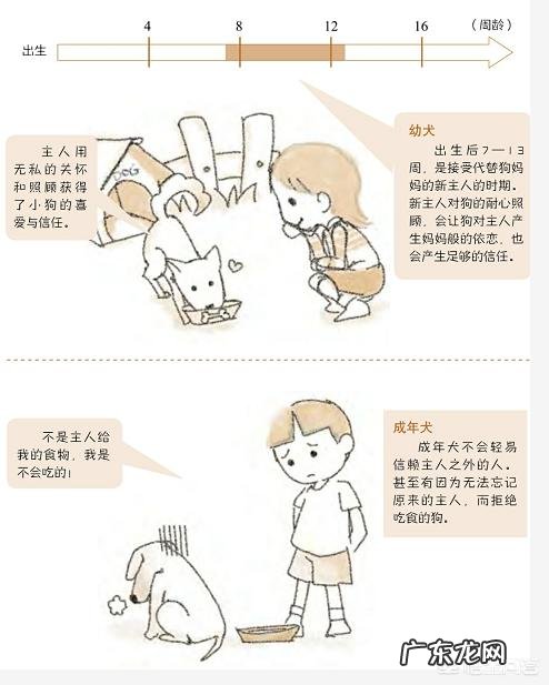 狗狗为什么忠诚度这么高 狗狗到底有多么忠诚