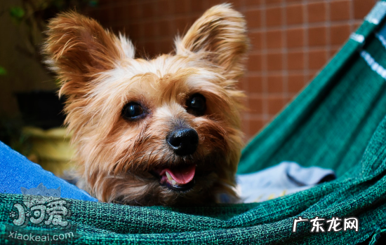 小狗睡觉抽搐正常吗 狗狗在睡眠中抽搐是怎么回事