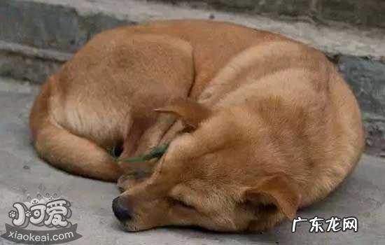 狗的睡觉姿势 狗狗睡觉姿势解读