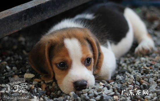 汪星人的睡眠秘密大公开