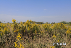 加拿大一枝黄花图片 危害 加拿大一枝黄花可以插花吗