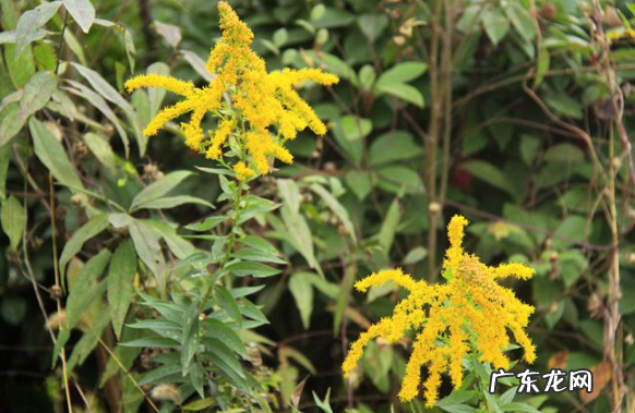 加拿大一枝黄花与一枝黄花的区别 加拿大一枝黄花是黄莺吗