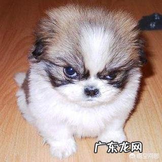 狗狗认为自己是主人 你家狗狗把你当做主人时会有什么表现