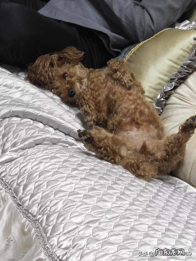 狗狗认为自己是主人 你家狗狗把你当做主人时会有什么表现