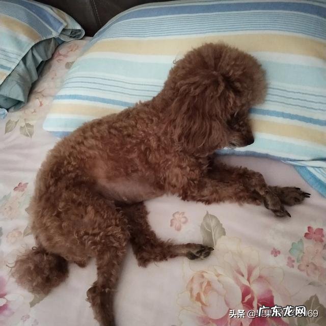 狗狗认为自己是主人 你家狗狗把你当做主人时会有什么表现