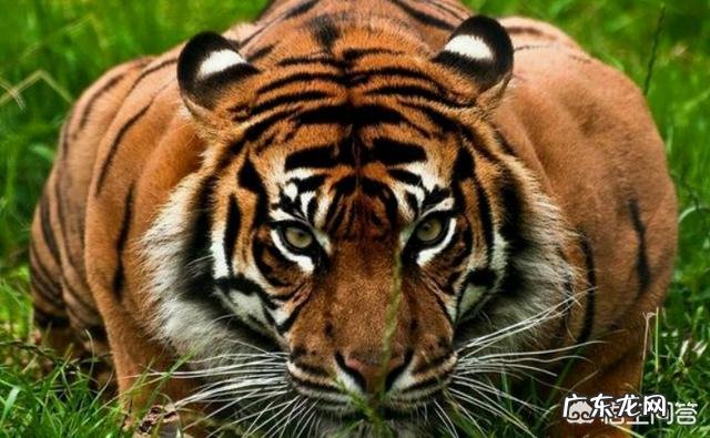 藏獒比老虎厉害吗 藏獒和东北虎打架,哪个更厉害