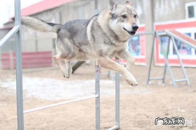 普通柴犬多少钱 柴犬种公配一次多少钱