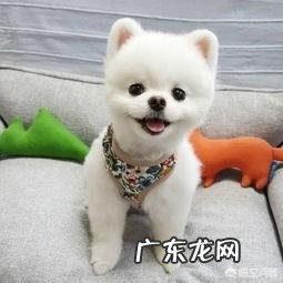 博美智商怎么样 博美智商高吗