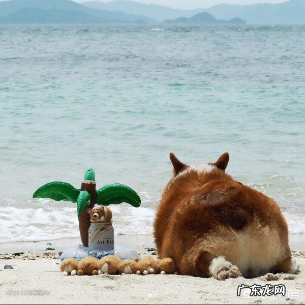柯基犬好不好养 柯基好不好养