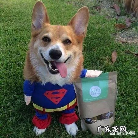 柯基犬好不好养 柯基好不好养