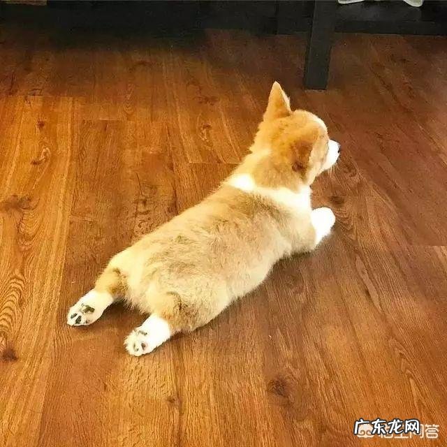 柯基犬好不好养 柯基好不好养