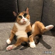 为啥猫不能养七年 你身边养了六年以上的猫猫都怎么样了