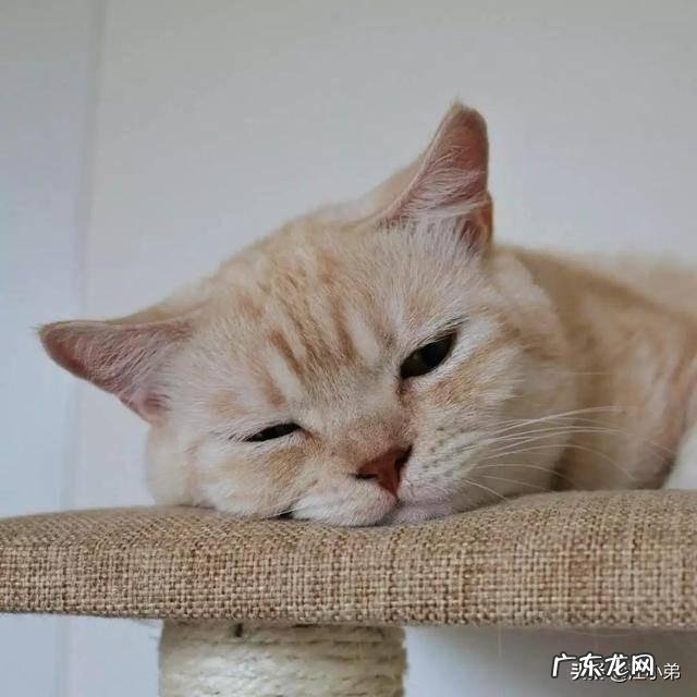 为啥猫不能养七年 你身边养了六年以上的猫猫都怎么样了