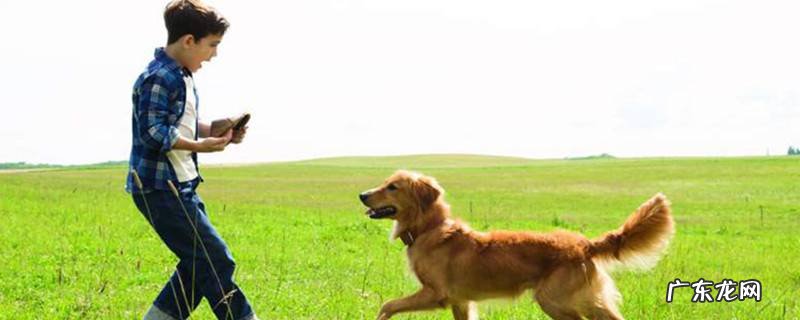 一条狗的使命的演员