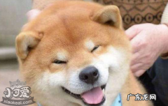 柴犬 秋田犬和柴犬的区别