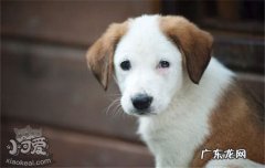 土狗为什么好养 土狗为什么不受欢迎