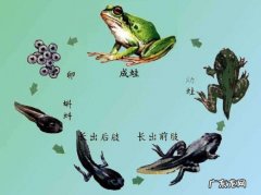 青蛙是胎生还是卵生