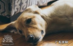 狗狗几岁算老年掉牙 狗狗几岁算老年