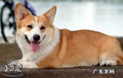 狗会掉牙齿吗 狗掉牙吗