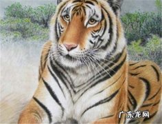 为什么说属虎女命硬？看看就知道了!