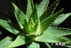 不夜城叶子发黄是怎么回事