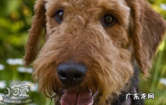 什么是梗犬 梗和犬的区别