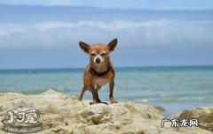 在海边玩的安全注意事项 带狗狗去海边注意事项