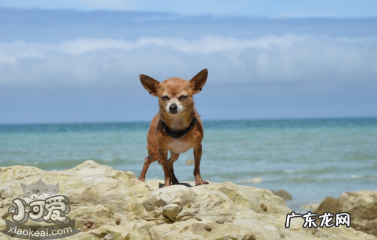 在海边玩的安全注意事项 带狗狗去海边注意事项