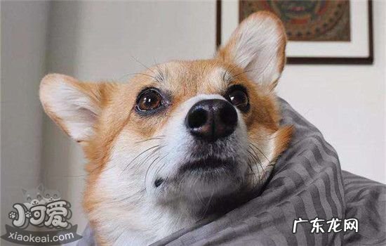养柯基狗狗的注意事项 饲养柯基犬要注意什么