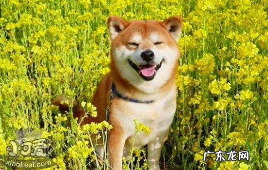 柴犬的微笑与多可怕 柴犬的微笑