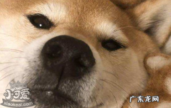 柴犬的脾气 柴犬的性格特征