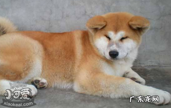 什么样的秋田犬品相好 怎么看秋田犬品相