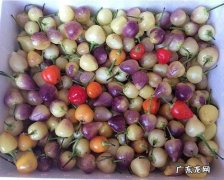 七彩椒有什么功效与作用