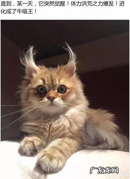 猫咪一定要用猫砂吗 养猫咪一定需要猫砂吗