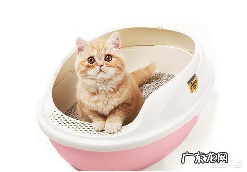猫咪一定要用猫砂吗 养猫咪一定需要猫砂吗