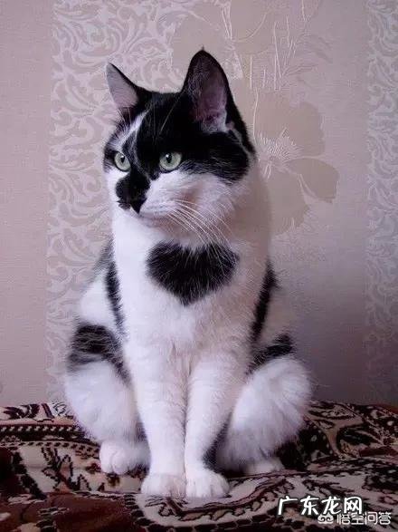 猫咪一定要用猫砂吗 养猫咪一定需要猫砂吗