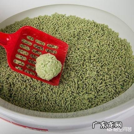猫咪一定要用猫砂吗 养猫咪一定需要猫砂吗