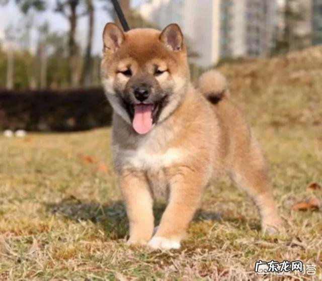 秋田犬在日本是不是也是土狗 日本柴狗还有秋田狗在日本是不是类似我国的中华田园犬跟土犬