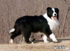 边境牧羊犬可以养吗 为什么有的人不敢养边境牧羊犬
