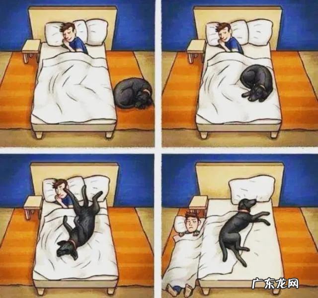 狗狗睡觉手脚抖动 狗狗知道主人睡觉,会故意轻手轻脚活动吗
