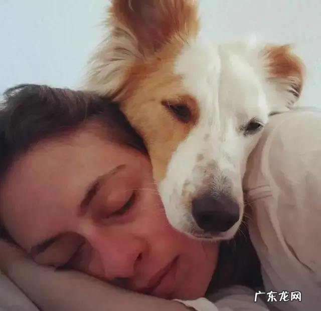 狗狗睡觉手脚抖动 狗狗知道主人睡觉,会故意轻手轻脚活动吗