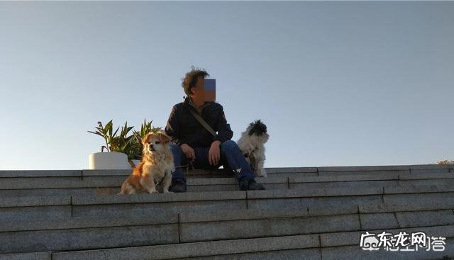 养两只狗狗好不好 为什么养狗最好养两只